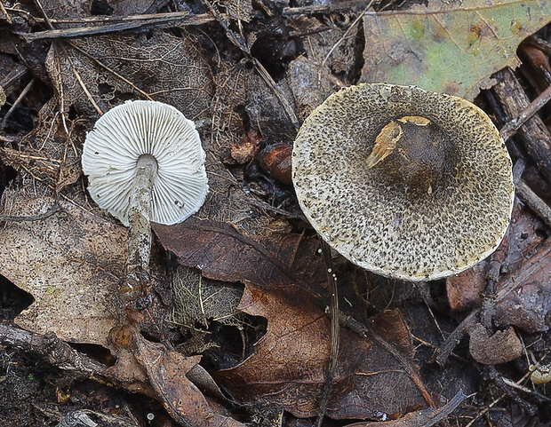 bedlička sivozelenkastá Lepiota griseovirens Maire