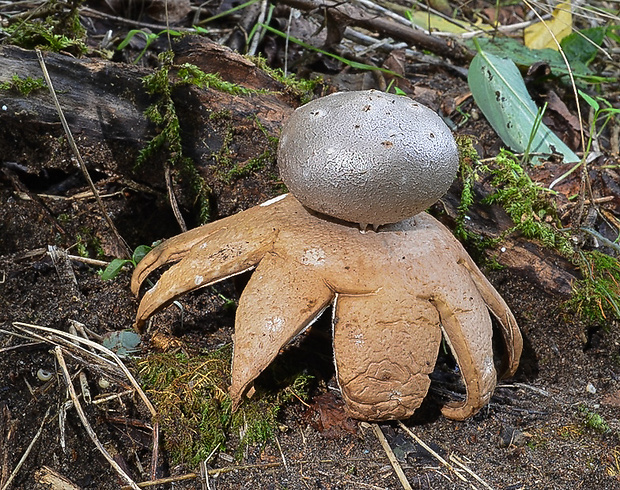 mnohokrčka dierkovaná Myriostoma coliforme (Dicks.) Corda