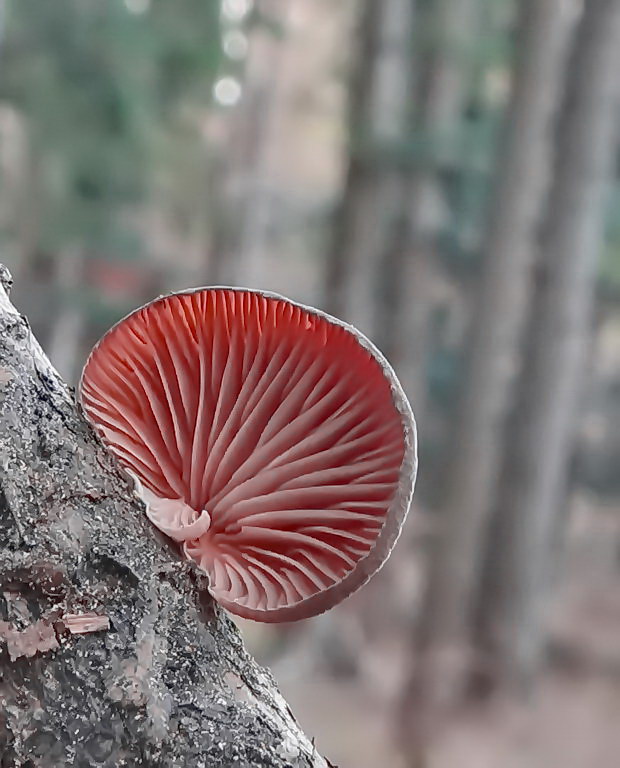 pňovka fialovohnedá Panellus violaceofulvus (Batsch) Singer