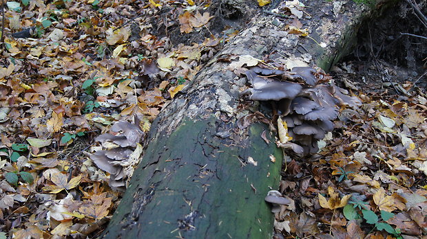 hliva ustricovitá Pleurotus ostreatus (Jacq.) P. Kumm.