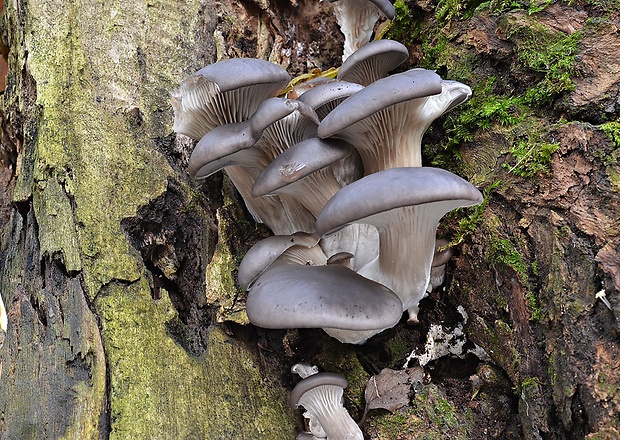 hliva ustricovitá Pleurotus ostreatus (Jacq.) P. Kumm.