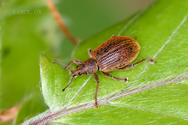 šupináčik krový Polydrusus mollis