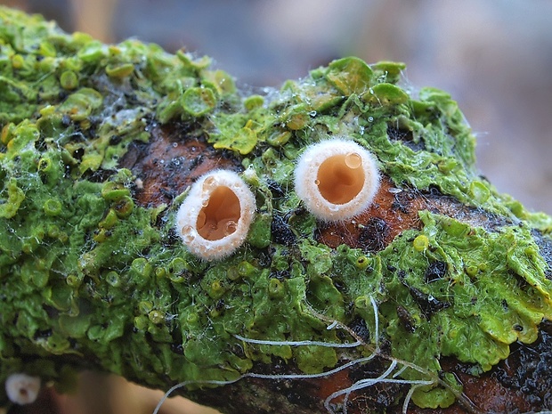 škľabka plstnatá Schizophyllum amplum (Lév.) Nakasone