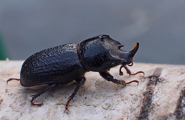 roháček bukový Sinodendron cylindricum