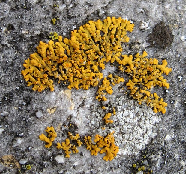 diskovník oranžový Xanthoria elegans (Link) Th. Fr.