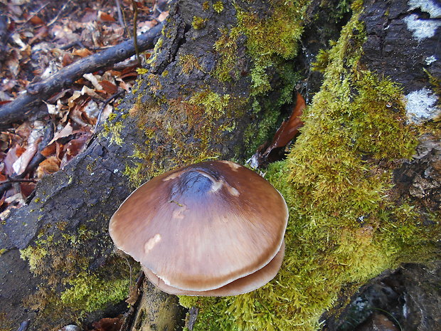 štítovka jelenia Pluteus cervinus (Schaeff.) P. Kumm.