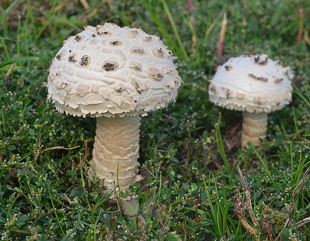 muchotrávka Vittadiniho Amanita vittadinii (Moretti) Vittad.