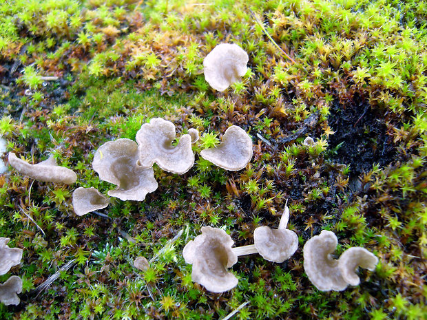 rebrovička lopatkovitá Arrhenia spathulata (Fr.) Redhead