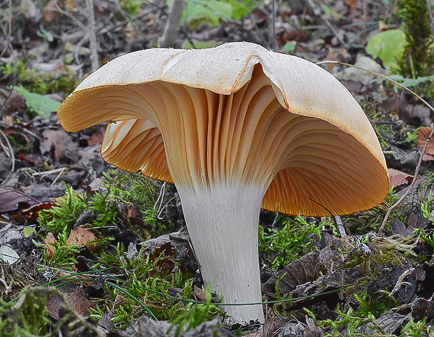 lúčnica statná Cuphophyllus pratensis (Fr.) Bon