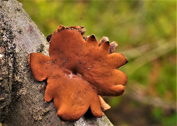 dutinovka otrubnatá Encoelia furfuracea (Roth) P. Karst.