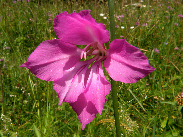 mečík škridlicovitý Gladiolus imbricatus L.