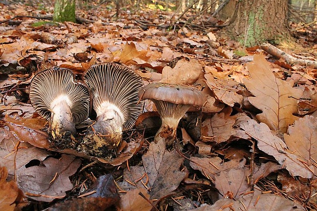 sliziak mazľavý Gomphidius glutinosus (Schaeff.) Fr.