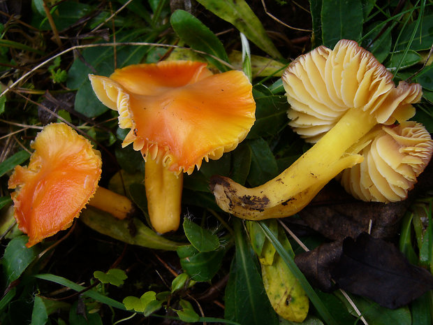 lúčnica oranžová Hygrocybe aurantiosplendens R. Haller Aar.