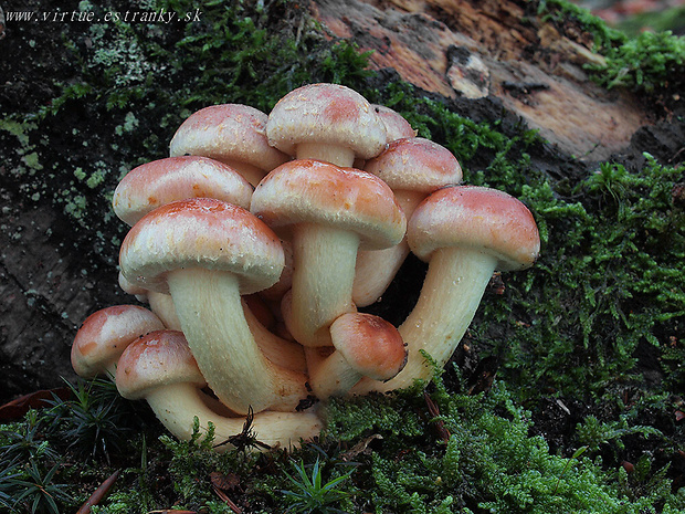 strapcovka tehlovočervená Hypholoma lateritium (Schaeff.) P. Kumm.