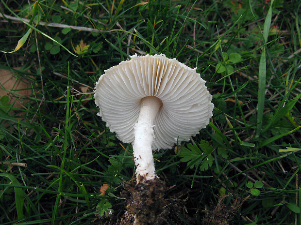 bedlička reďkovková Lepiota erminea (Fr.) P. Kumm.