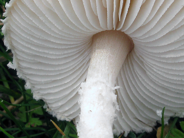 bedlička reďkovková Lepiota erminea (Fr.) P. Kumm.