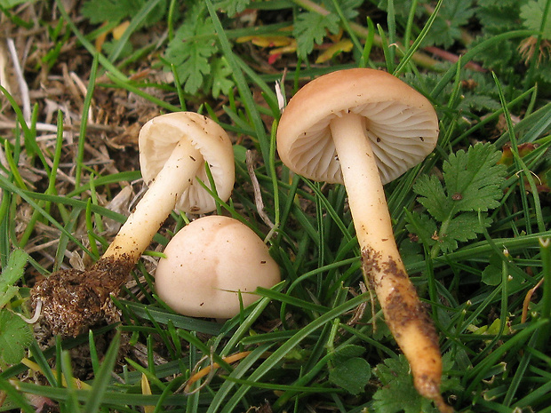 tanečnica poľná Marasmius oreades (Bolton) Fr.