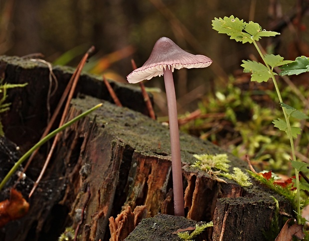 prilbička fialovookrajová Mycena purpureofusca (Peck) Sacc.