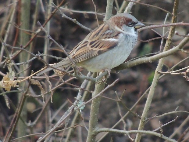 vrabec domový Passer domesticus