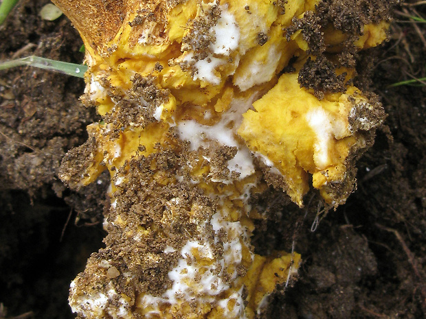 pestrec Scleroderma meridionale Demoulin & Malençon