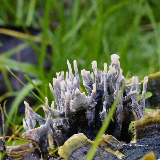 drevnatec parohatý Xylaria hypoxylon (L.) Grev.