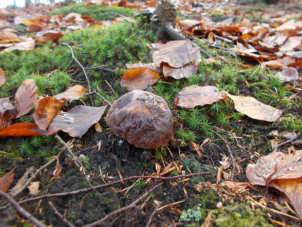 hríb smrekový Boletus edulis Bull.