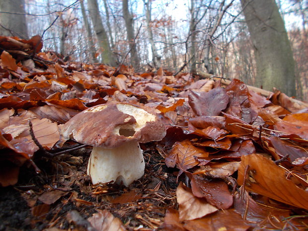 hríb sosnový Boletus pinophilus Pil. et Dermek in Pil.