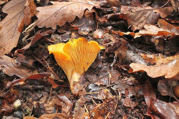 kuriatko Cantharellus sp.