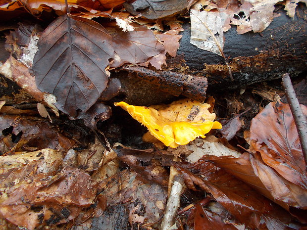 kuriatko Cantharellus sp.