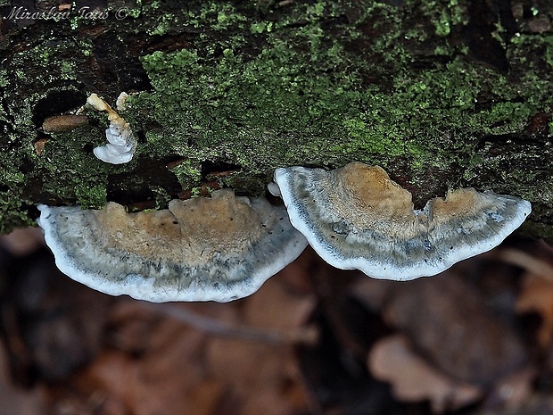 šťavnatec jelšový Cyanosporus alni (Niemelä & Vampola) B.K. Cui, L.L. Shen & Y.C. Dai