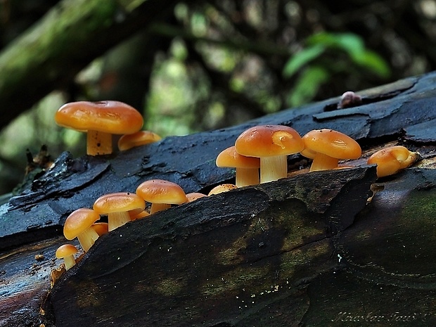 plamienka Flammulina sp.