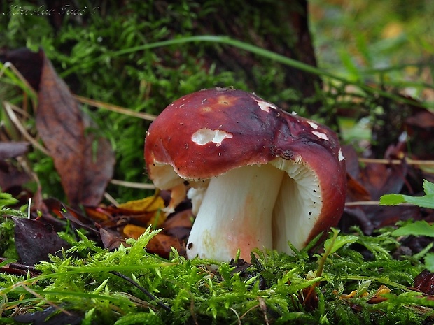 plávka Russula sp.