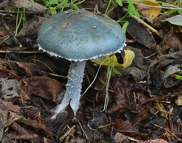 golierovka Stropharia sp.