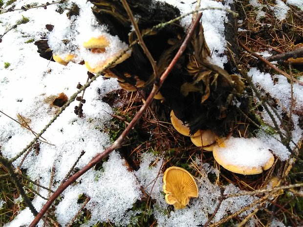 hlivník hniezdovitý Phyllotopsis nidulans (Pers.) Singer