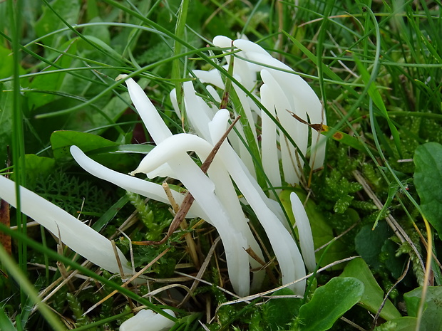 kyjačik lámavý Clavaria fragilis Holmsk.