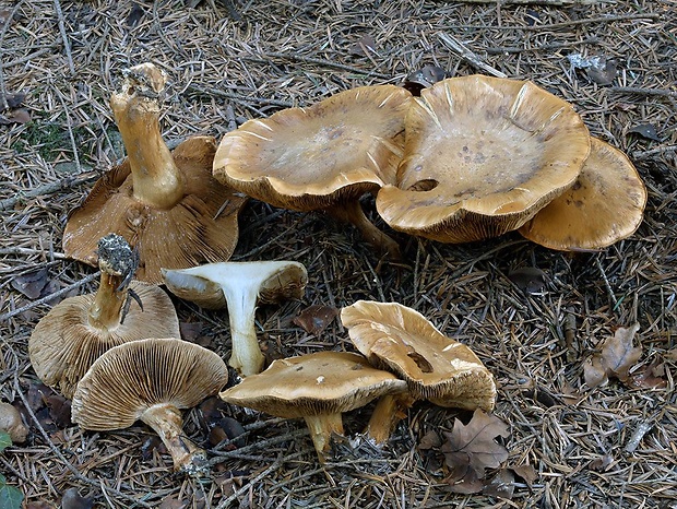 pavučinovec premenlivý nemodrý Cortinarius glaucopus var. acyaneus (M.M. Moser) Nezdojm. 1983