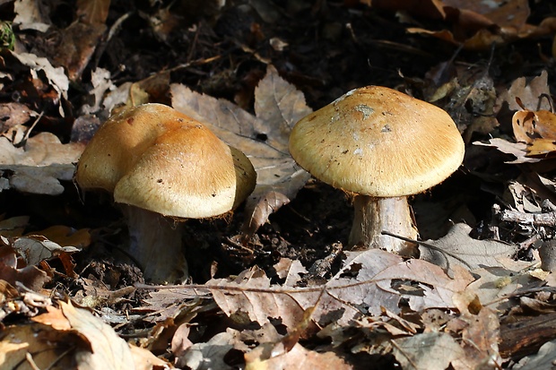 pavučinovec Cortinarius sp.