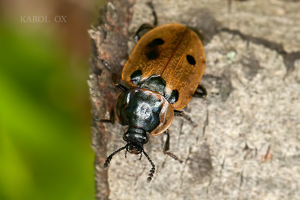 zdochlinár štvorbodkový Dendroxena quadrimaculata