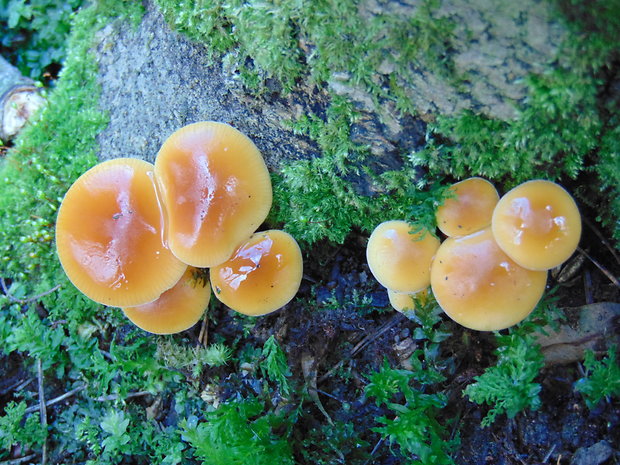 plamienka Flammulina sp.