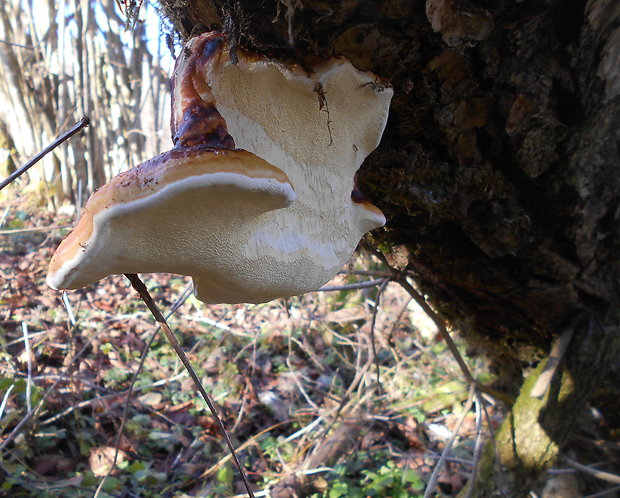 práchnovček pásikavý Fomitopsis pinicola (Sw.) P. Karst.