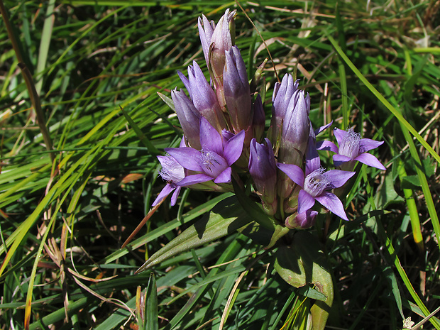 horček fatranský Gentianella fatrae (Borbás) Holub