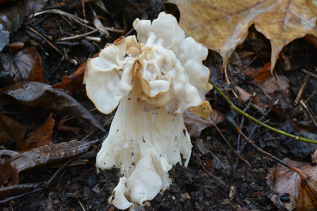 chriapač kučeravý Helvella crispa (Scop.) Fr.