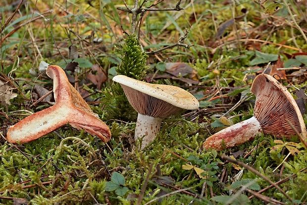 rýdzik krvavý Lactarius sanguifluus (Paulet) Fr.