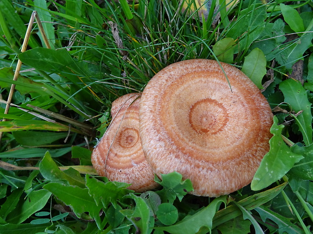 rýdzik kravský Lactarius torminosus (Schaeff.) Gray