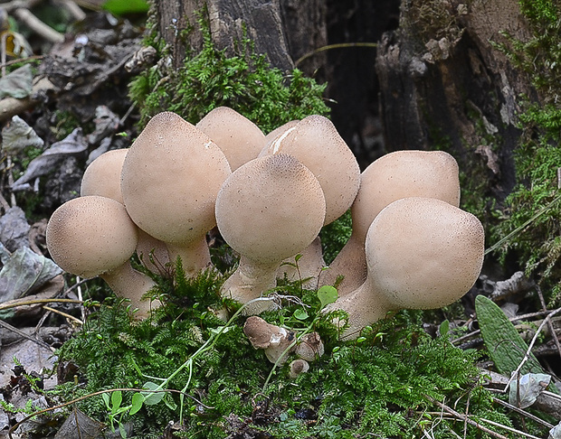 prášnica hruškovitá Lycoperdon pyriforme Schaeff.