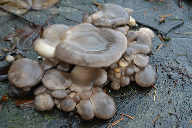 hliva ustricovitá Pleurotus ostreatus (Jacq.) P. Kumm.