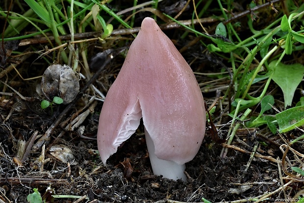 lúčnica ružovočervená Porpolomopsis calyptriformis (Berk.) Bresinsky