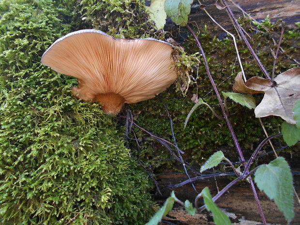 pňovka neskorá Sarcomyxa serotina (Pers.) P. Karst.