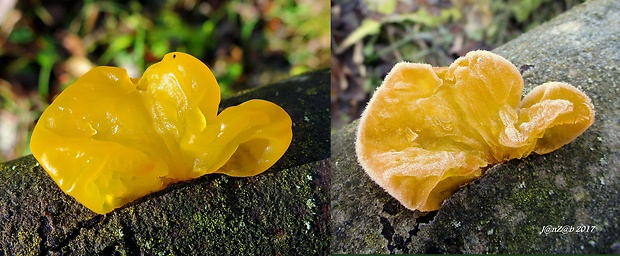 rôsolovka zlatožltá Tremella mesenterica Retz.