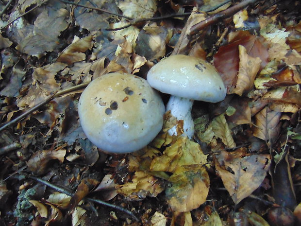 pavučinovec bledofialový ? Cortinarius alboviolaceus (Pers.) Fr.